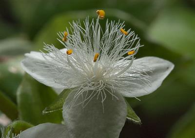 Tradescantia flumine